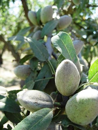 Almonds on the tree